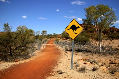 Kängurus in Australien