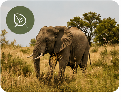 Elefant in der Savanne