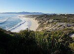 Wale in der Hermanus Bucht