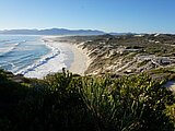Wale in der Hermanus Bucht