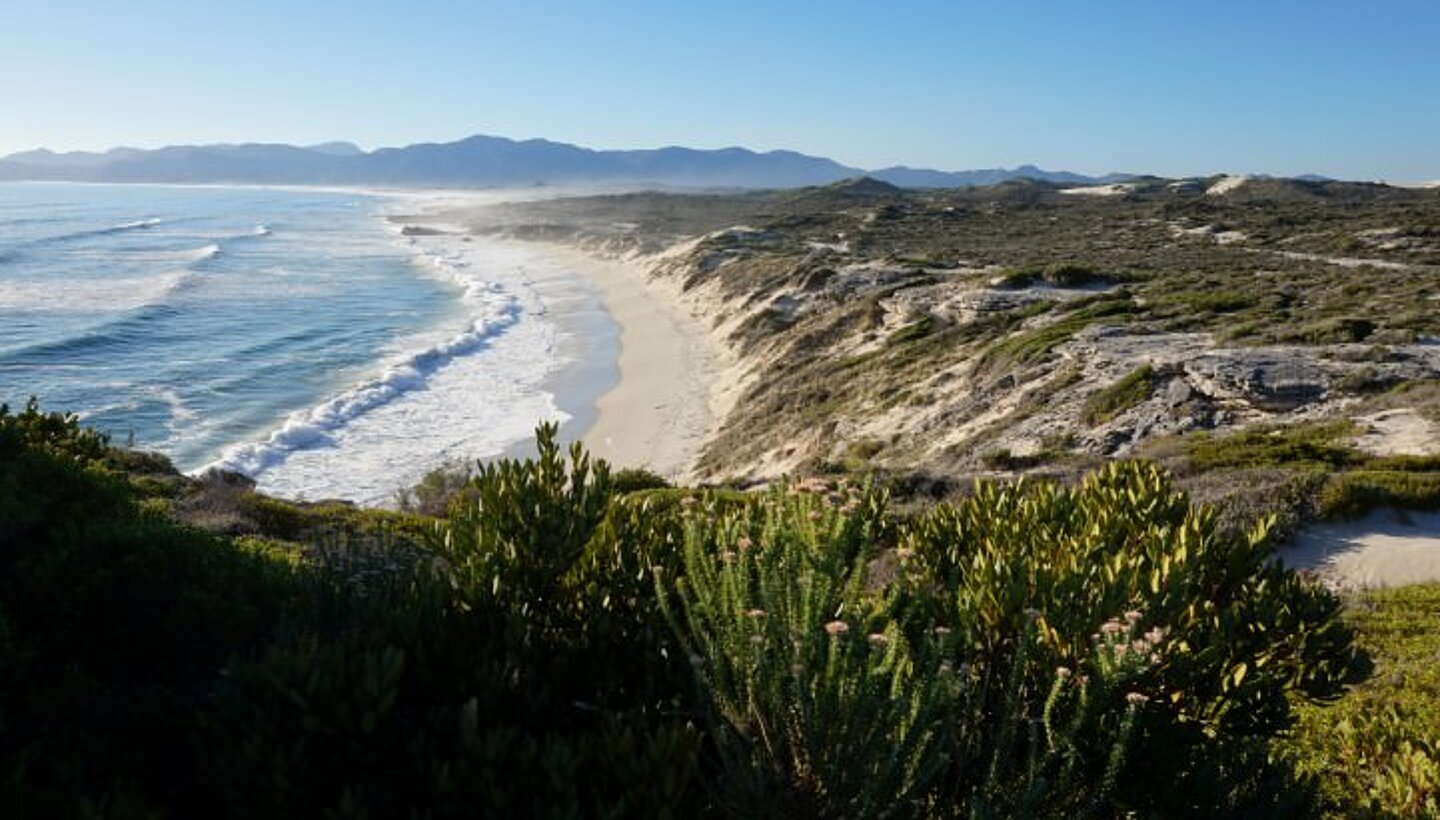 Wale in der Hermanus Bucht