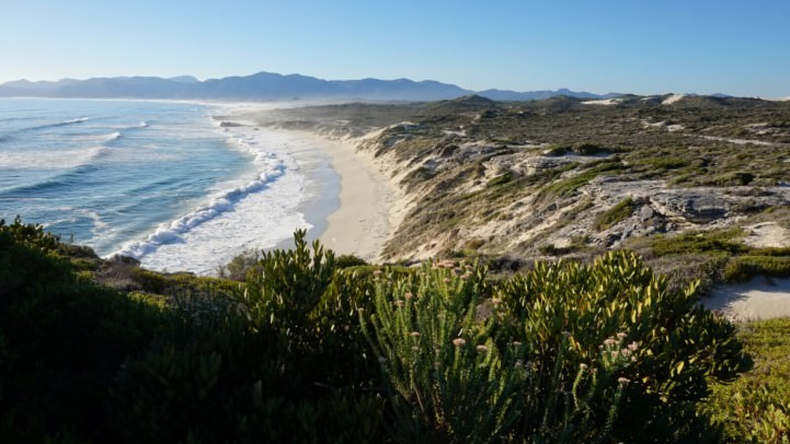 Wale in der Hermanus Bucht