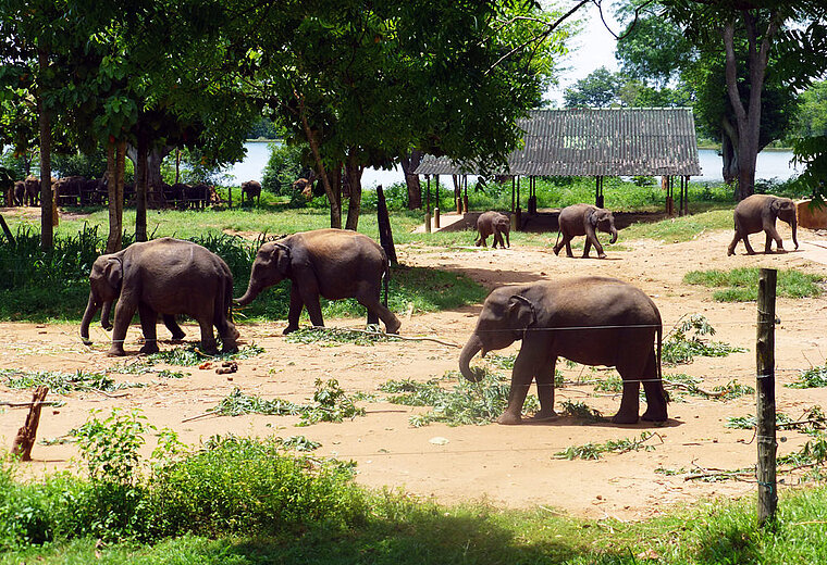 SRI LANKA - PERLE IM INDISCHEN OZEAN