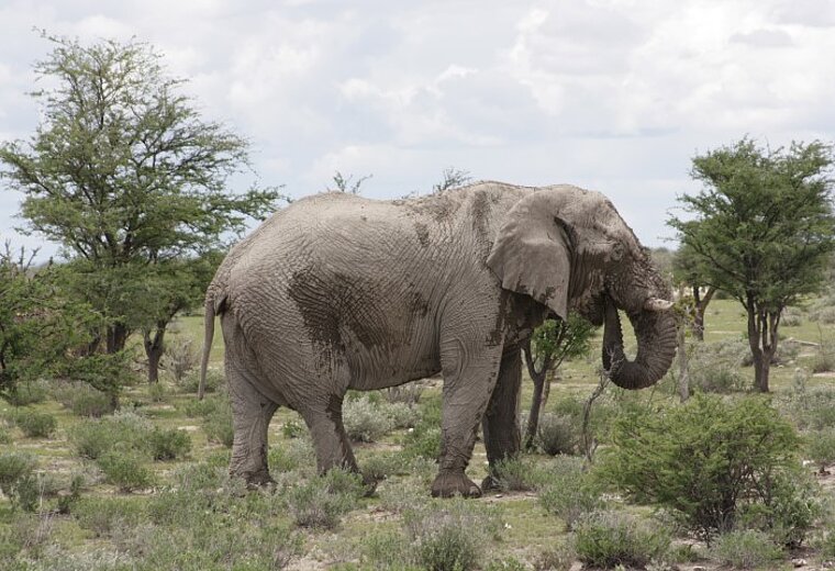 Etosha Elefant