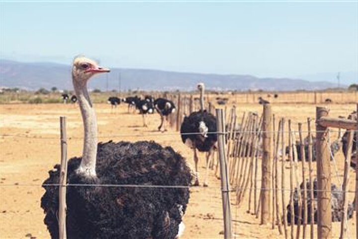 Oudtshoorn