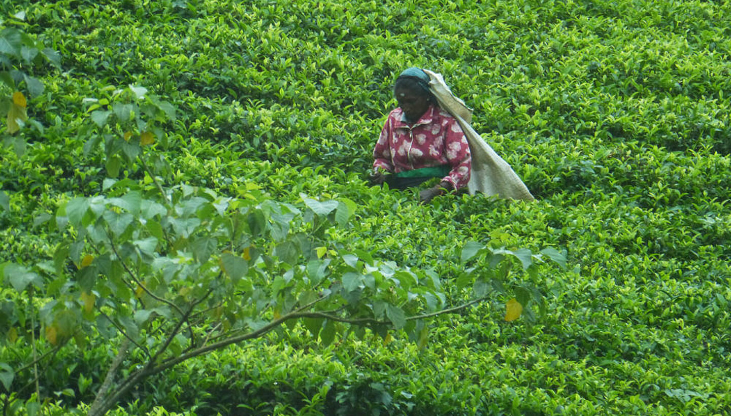 SRI LANKA - PERLE IM INDISCHEN OZEAN