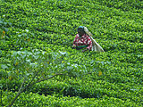 SRI LANKA - PERLE IM INDISCHEN OZEAN