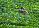 SRI LANKA - PERLE IM INDISCHEN OZEAN