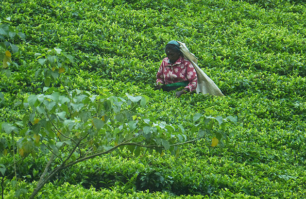 SRI LANKA - PERLE IM INDISCHEN OZEAN