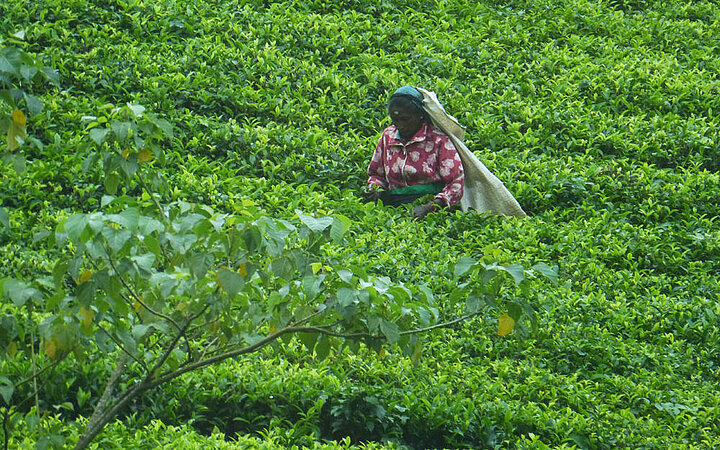 SRI LANKA - PERLE IM INDISCHEN OZEAN