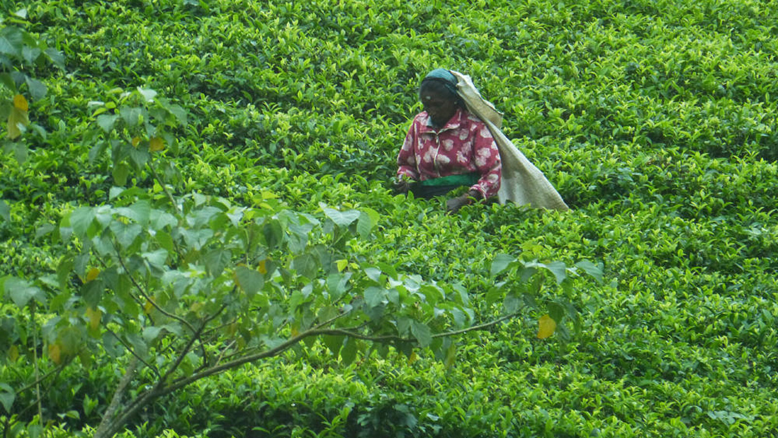 SRI LANKA - PERLE IM INDISCHEN OZEAN