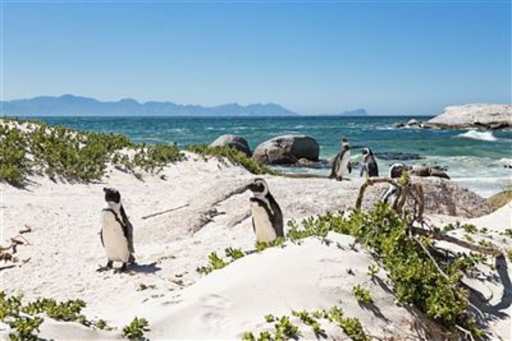 Boulders Beach
