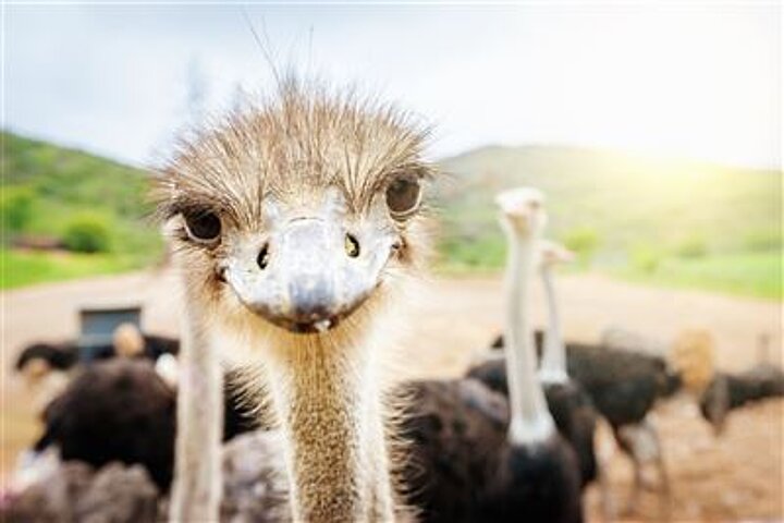 Oudtshoorn
