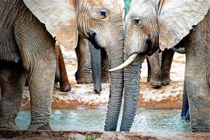 Addo Elephant Nationalpark
