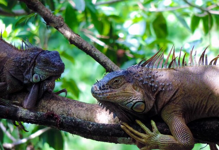 COSTA RICA UND PANAMA