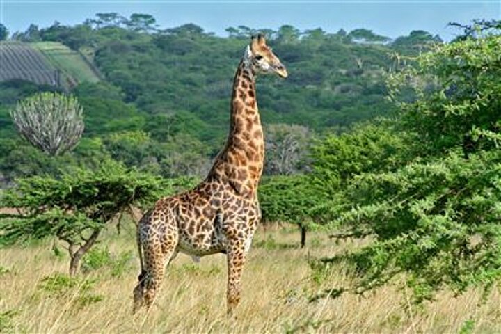 Hluhluwe-iMfolozi-Nationalpark