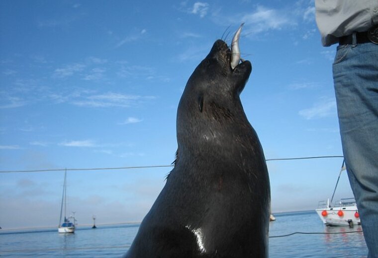 Bootstour Walvis Bay
