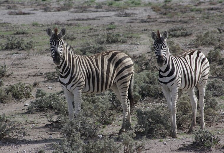 Etosha Nationalpark