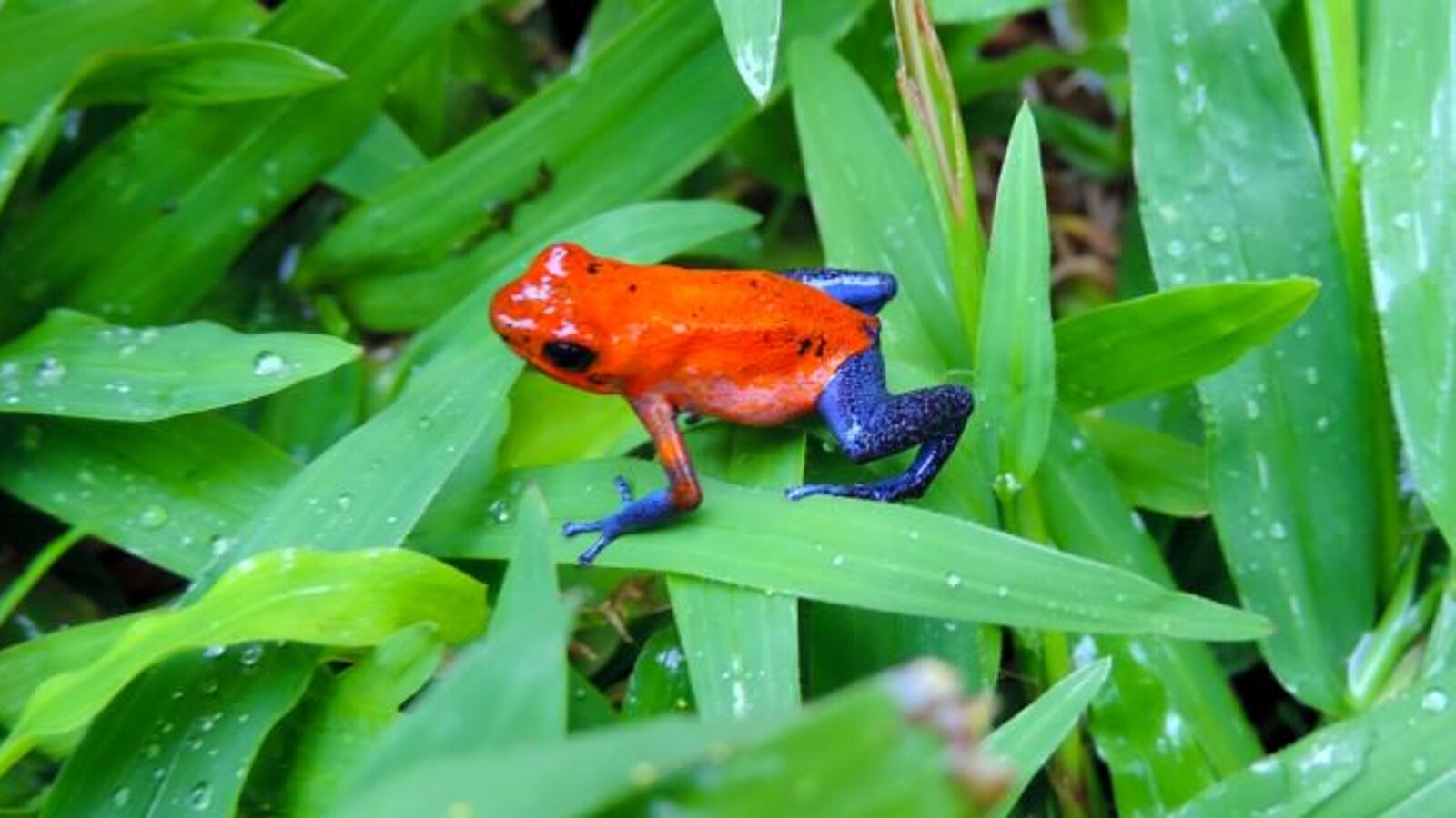 COSTA RICA UND PANAMA