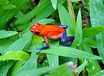 COSTA RICA UND PANAMA