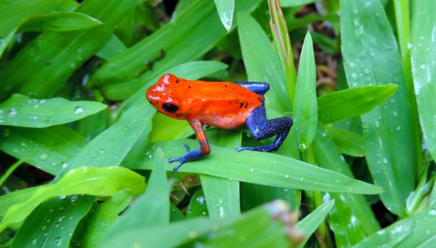 COSTA RICA UND PANAMA