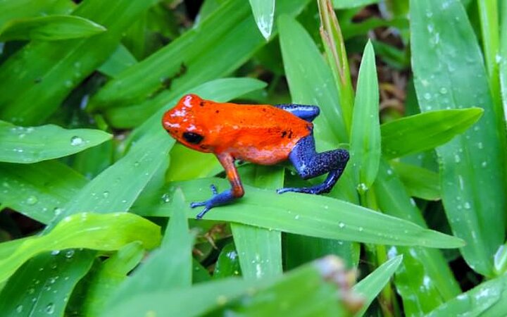 COSTA RICA UND PANAMA