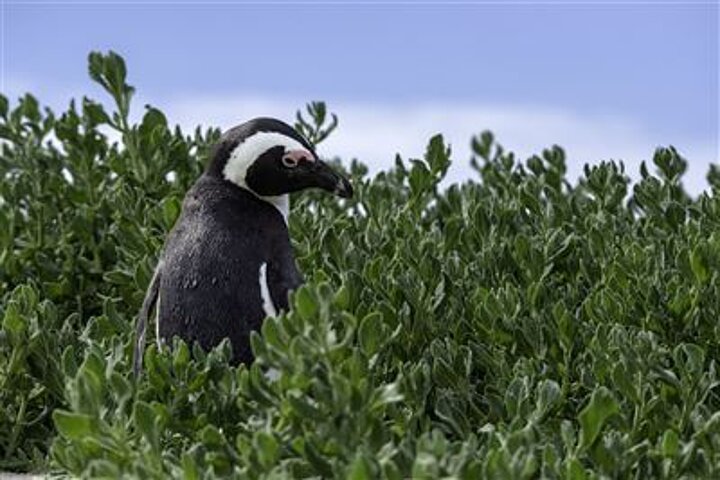 Boulders Beach